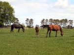 Pasoucí se koně v národním irském hřebčíně, Kildare
