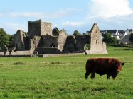 Okolí Rock of Cashel